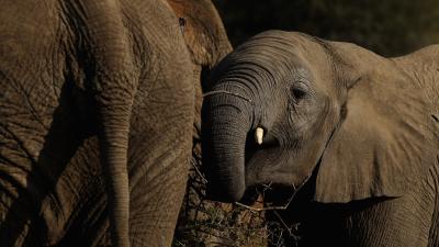 How Elephants May Help Africa’s Rainforests Fight Climate Change