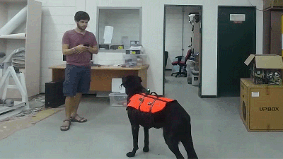 Remote Control Dogs Are Now A Reality Thanks To This Haptic Vest