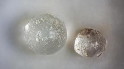 Mysterious Glass Beads In Clams Point To Ancient Meteorite Strike Near Florida