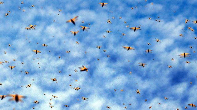 Local Grasshopper Swarm Descends On Las Vegas (But It’s Probably Not The End of Days)