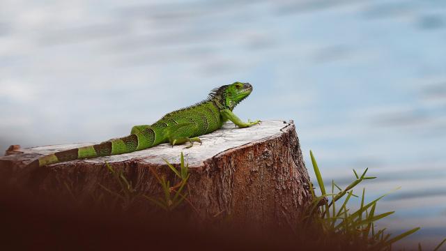 Florida Clarifies Its Directive To Kill Iguanas ‘Whenever Possible’ After Florida Man Gets Shot