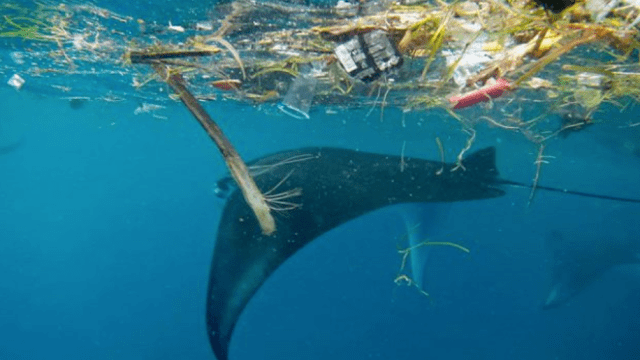 Twitter Helps Researchers Log the Effects of Plastic Pollution on Sharks