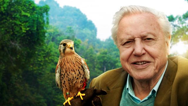 Where To Go If You’re Hankering For A David Attenborough Doco