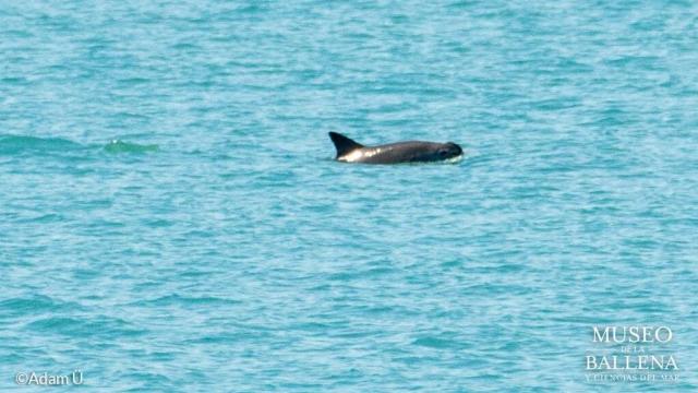 Population Of Critically Endangered Vaquita Porpoises Now Less Than 19 Individuals