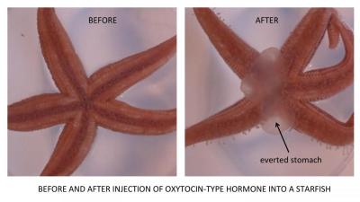 The ‘Love Hormone’ Helps Some Starfish Turn Their Stomach Inside Out To Eat