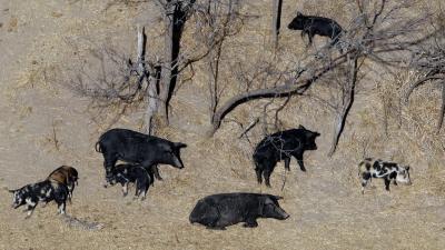 If You Think 30-50 Feral Hogs Sounds Bad, Just Wait