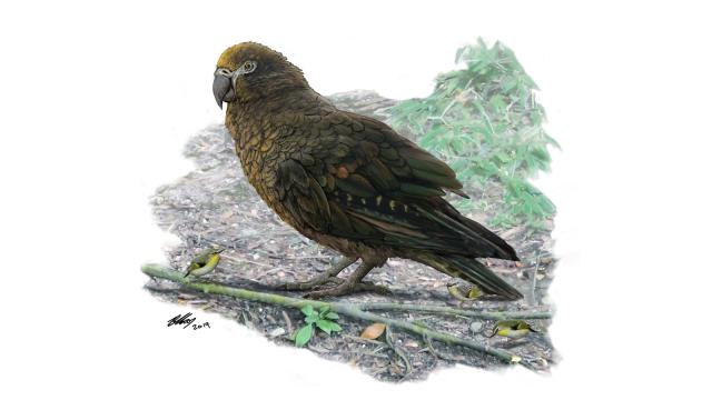 Scientists Found A Seriously Giant Parrot Fossil In New Zealand