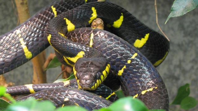 Timid, Secretive, Mildly Venomous Snake Missing At American Zoo In The Middle Of A Thunderstorm