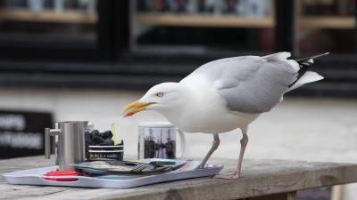 How To Stop Seagulls From Stealing Your Food Or At Least Make Them Feel Guilty About It