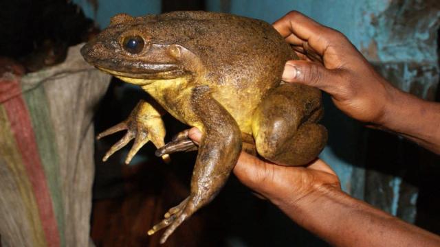 World’s Largest Frogs Are So Big, They Build Their Own Ponds