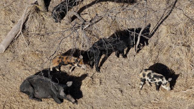 Trump Administration Authorizes ‘Cyanide Bombs’ To Kill Feral Hogs. Seriously.