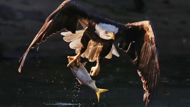 Trump Administration Guts America’s Endangered Species Act