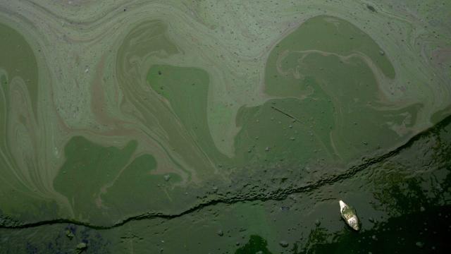 A Dangerous Algae Is Killing Dogs, And Climate Change Is Going To Make It Worse