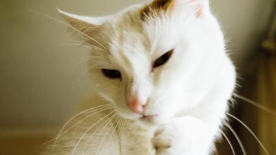 Scientists Have Created A Vaccine For Cat Allergies, But You Can’t Have It Yet