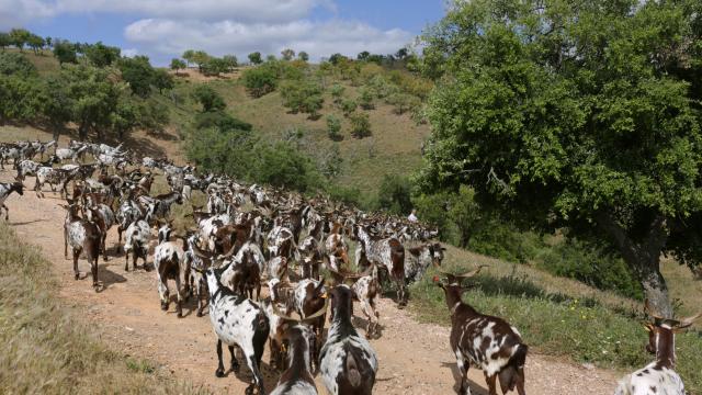 Portugal Is Using Goats To Prepare For Wildfires, But There’s Not Enough Shepherds
