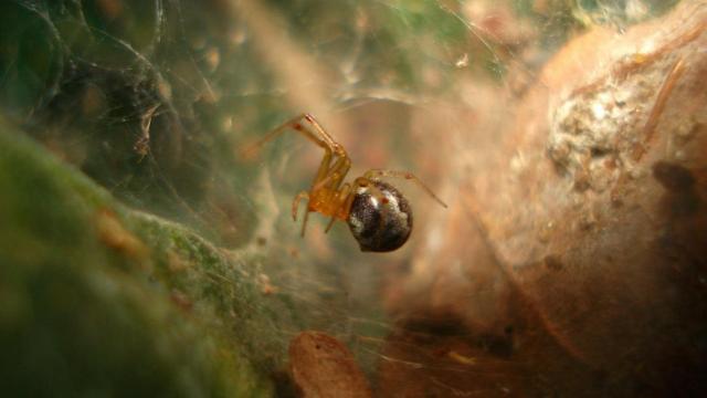 Hurricanes And Climate Change Might Make Spiders More Aggressive