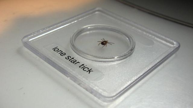 Researchers Are Closer To Understanding The Strange Meat Allergy Caused By Ticks