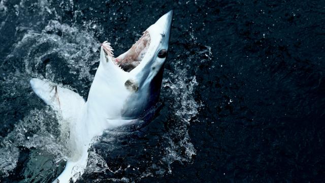 One Of The Most Eaten Sharks In The World Is Now In Greater Danger