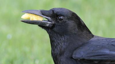 Crows Get Higher Cholesterol From Eating Our Cheeseburgers