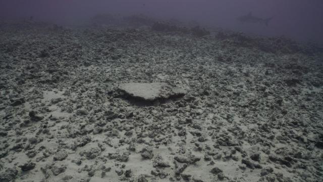 A Hurricane Obliterated Hawaii’s Most Spectacular Reef