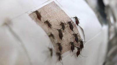 Adding Graphene To Fabrics Turns It Into A Perfect Force Field Against Mosquitoes
