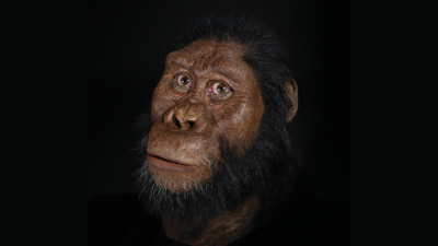 Incredible Fossil Discovery Finally Puts A Face On An Elusive Early Hominin