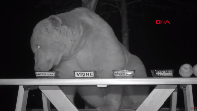 Welp, Here Are Some Turkish Bears Caught On CCTV Taste-Testing Honey