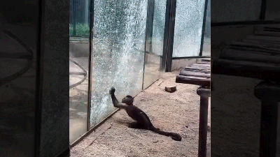 Monkey Shatters Zoo Glass With Sharpened Stone In Impressive Prison Break Attempt
