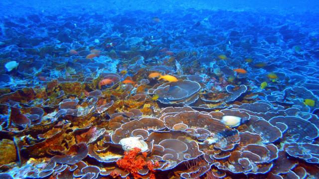 The Jury’s Still Out On How Bad Sunscreens Are For Corals