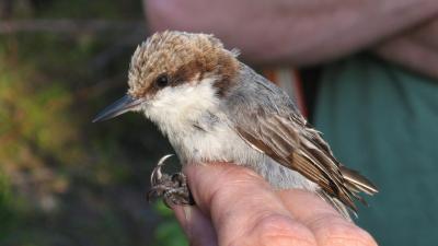 Hurricane Dorian May Have Caused A Critically Endangered Bird To Go Extinct