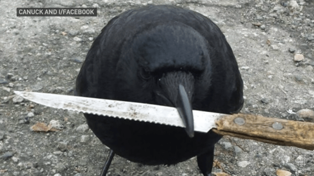 Have You Seen This Infamous Knife-Snatching Crow?