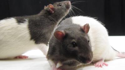 A Rat Study Finds That Acupuncture Can Treat Alcohol Addiction… In Rats