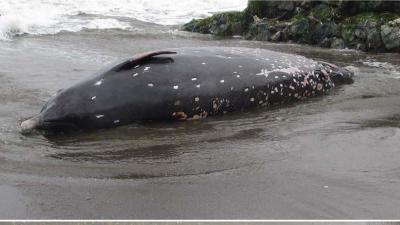 Scientists Discover New Beaked Whale Species Off Japanese Coast