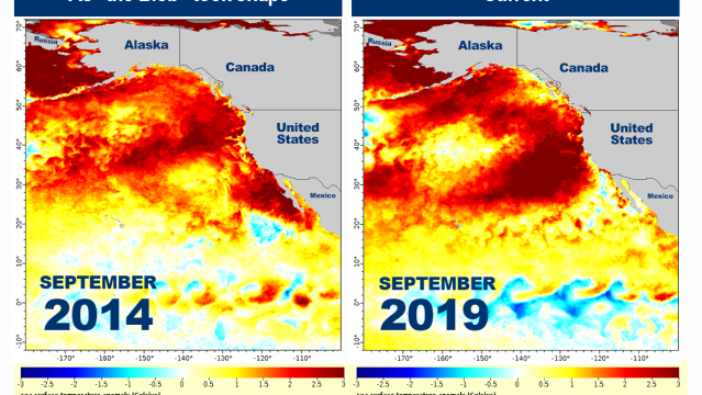 A Supercharged Marine Heat Wave Is Roasting The Pacific