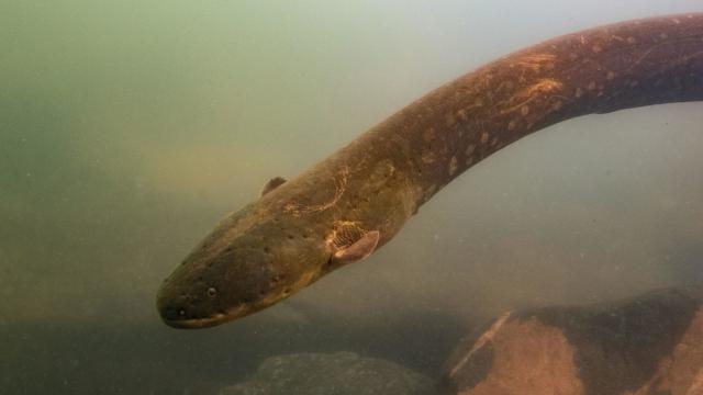 Newly Identified Electric Eel Species Is Most Shocking Animal Ever