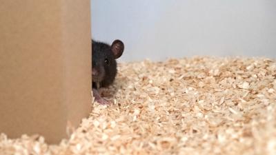Scientists Taught Rats To Play Hide-and-Seek, And They’re Actually Pretty Good At It