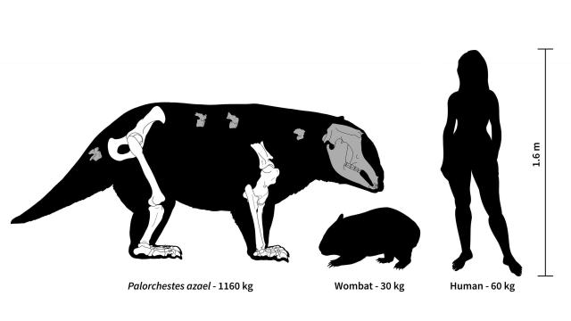 Australia Once Had Giant Marsupials With ‘Scimitar-Like’ Claws And Extremely Freaky Elbows