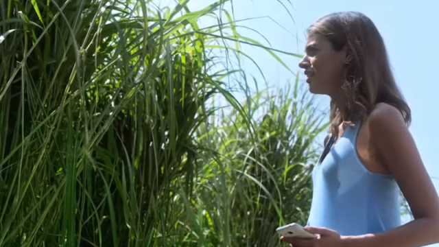 The First Trailer For Netflix’s In The Tall Grass Makes Even Grass Itself Petrifying