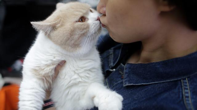 Cats Really Do Bond With Their Humans, Study Finds