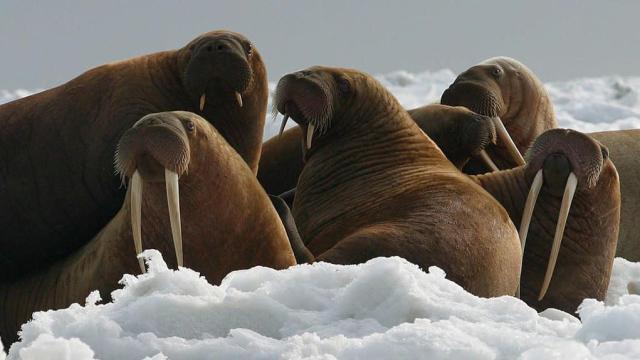Walrus Sinks Russian Naval Boat During Arctic Expedition