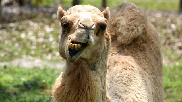 Police Say Woman Bit Camel’s Balls: ‘The Camel Did Nothing Wrong’