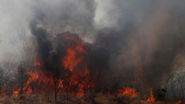 Bolivia’s Forest Fires Have Left More Than 2 Million Animals Dead