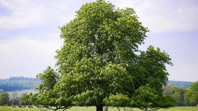 More Than Half Of European Trees Found Only In Europe Face Extinction