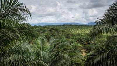 Your Favourite Snacks May Be Driving Deforestation In Ancient Indonesian Peatlands