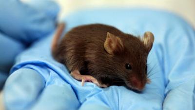 Rodents With Part-Human Brains Pose A New Challenge For Bioethics