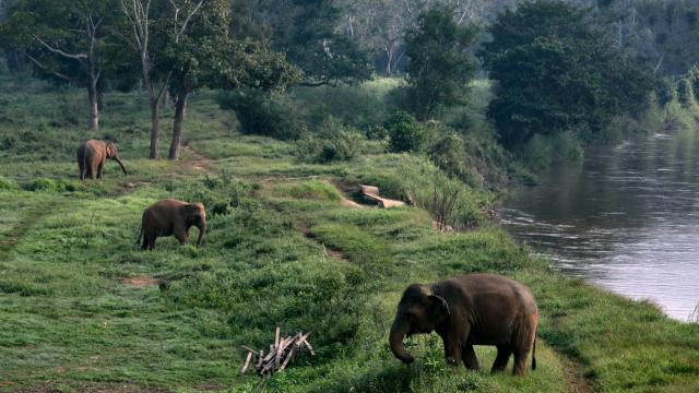 Six Elephants Die In Thailand Trying To Rescue Each Other From Waterfall