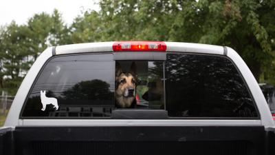 Uber’s Making It Easier To Bring Your Pet For The Ride â€” And Don’t You Dare Ruin This For Me