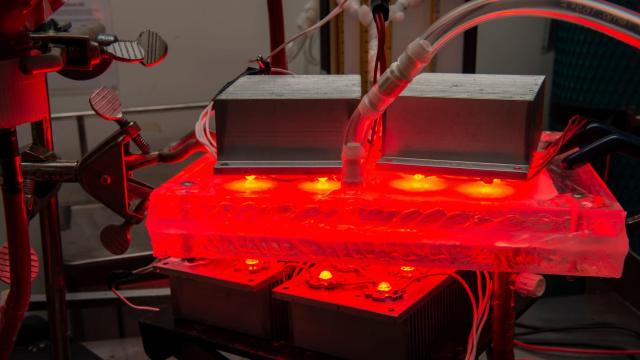 Scientists Invent LED Device To Quickly Treat Carbon Monoxide Poisoning, Though It’s Not Ready For Humans Yet