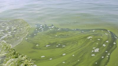 Toxic Algae Blooms Really Have Become More Intense, Study Finds