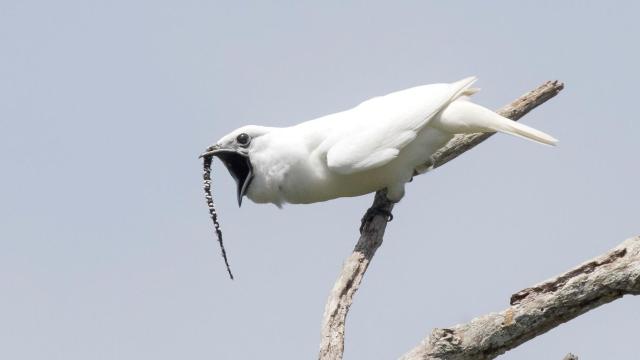 World’s Loudest Bird Shrieks Directly Into Potential Mates’ Faces